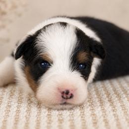 Indy - Black tri female Toy Australian Shepherd puppy in Leitchfield, Kentucky from Legendmaker MAS