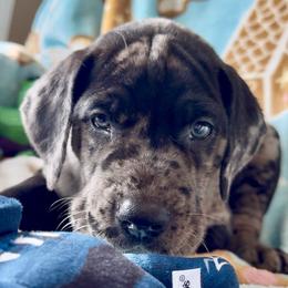 Great Dane Puppies from Split Rock Danes