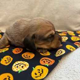 Penny - Red female Dachshund puppy in San Rafael, California from Alexandra's Mini Doxies