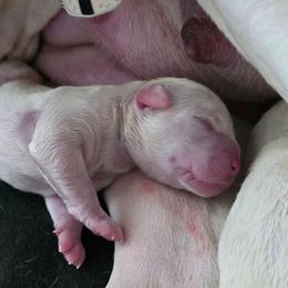 Bandit - White male American Bulldog puppy in Homer, Georgia from Valor American Bulldogs
