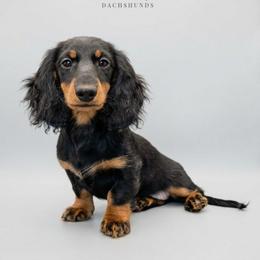 'Ember' Salt of the Earth's Equipped to Ignite ML - Black and tan female Dachshund puppy in Zebulon, North Carolina from Salt of the Earth Dachshunds