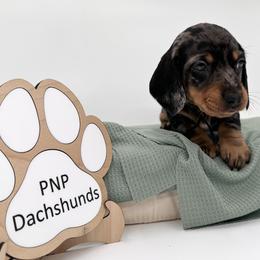 Tommy - Dapple male Dachshund puppy in Ben Wheeler, Texas from P&P Dachshunds