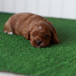 Cavapoo puppies from North Texas Puppies