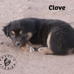 Clove - Black tri female Miniature Australian Shepherd puppy in Garden Plain, Kansas from Krazy K Aussies