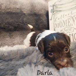 Darla - Chocolate female Havanese puppy in Hall County, Texas from Coyle Havanese Babies