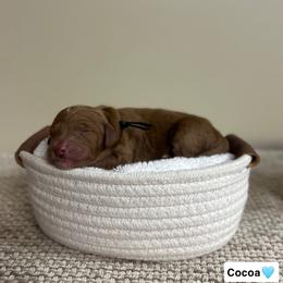 Cocoa - Red  male Goldendoodle puppy in Crothersville, Indiana from Wischmeier’s Doodles
