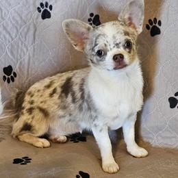Spamoni - Chihuahua