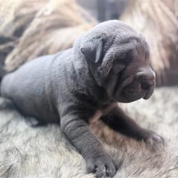 Drogon - Blue male Chinese Shar-Pei puppy in Lehigh Acres, Florida from Florida Wrinkles