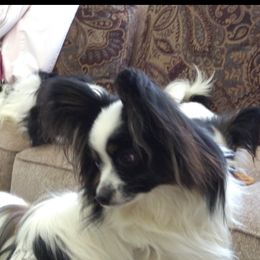 Princess - Papillon