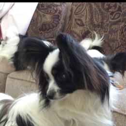 Princess - Papillon