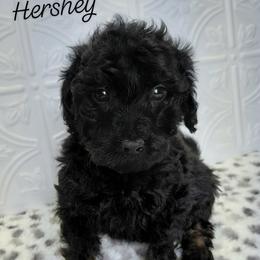 Hershey - Black male Cavapoo puppy in Eau Claire, Wisconsin from Fisher River Doodle's