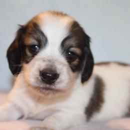 Aster - Piebald male Dachshund puppy in Roanoke, Alabama from J&E Dachshunds
