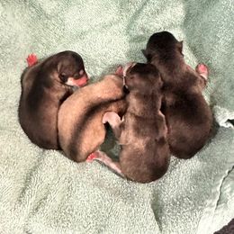 Thing - Black and white male Alaskan Klee Kai puppy in Richlands, North Carolina from Regal Alaskan Klee Kai