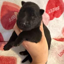 Black Girl - Black female German Shepherd puppy in Kissimmee, Florida from Pray Love Shepherd Kennels