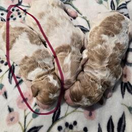 Tessa - Blenheim female Cavapoo puppy in Truckee, California from Heavenly Goldendoodles