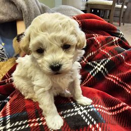 Ruddy - Cream male Poodle puppy in Mapleton, Utah from Caboodles Of Poodles