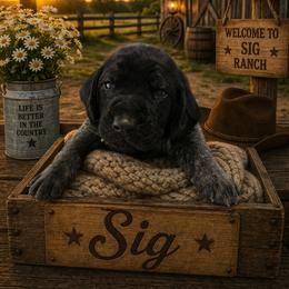 German Shorthaired Pointer Puppies from Lisa’s GSP’s