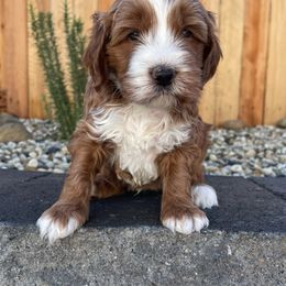 Australian Labradoodle and Goldendoodle Puppies from The Moon Doodles