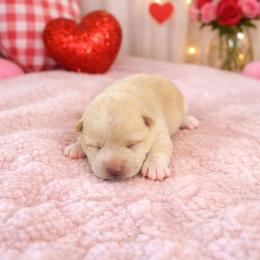 Jace - Cream male Shiba Inu puppy in Illinois from Precious-Puppies