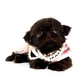 Delilah - Liver female Shih Tzu puppy in League City, Texas from Divine Pups