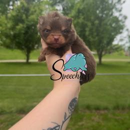 Bruno- 4000.00 - Chocolate and tan male Pomeranian puppy in Perry County, Ohio from Speechless Pom’s