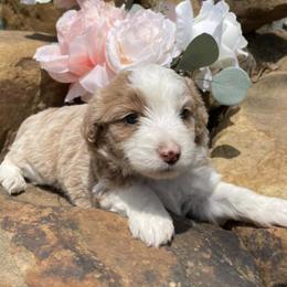 Aussiedoodle Puppies from Cadillac Mini Aussiedoodles, LLC
