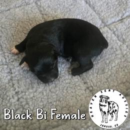 Wednesday - Black & white female Miniature Australian Shepherd puppy in Jaroso, Colorado from Heaven Sent Aussies
