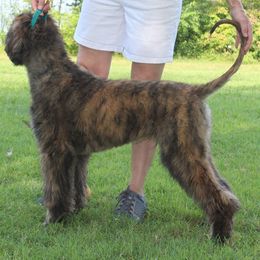 Afghan Hound Puppies from Ahava Afghan Hounds