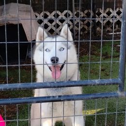 Alop - Gray and white male Siberian Husky puppy in Kennewick, Washington from Yuki Ookami Show Kennel