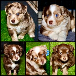 Golden Retriever and Miniature Australian Shepherd Puppies from Raised Right Pups