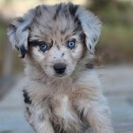 Sterling - Blue merle male Miniature Australian Shepherd puppy in Paris, Texas from Blue Envy Mini Aussies