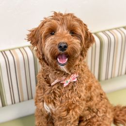 Ruby - Goldendoodle