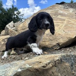 Cody - blk and tan piebald LH - Black and tan male Dachshund puppy in East Dover, Vermont from Audet’s Mini Dachshunds