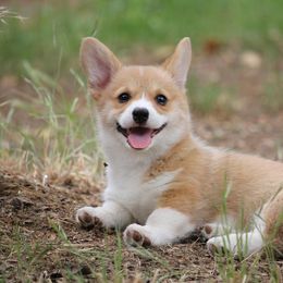 Pembroke Welsh Corgi All Grown Up from G.G.'s Corgis