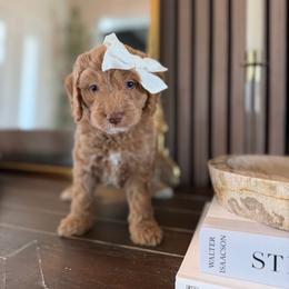 Aria blue collar - Apricot female Goldendoodle puppy in Queen Creek, Arizona from Sunny Doodles