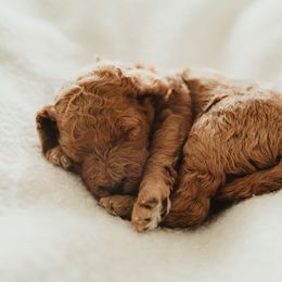 Poodle Puppies from Peterson Poodles
