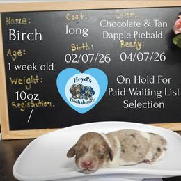 Birch - Dapple male Dachshund puppy in Hoquiam, Washington from Heyd's Mini Dachshunds
