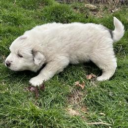 Puppy ID 320263 - White and badger male Great Pyrenees puppy in Leicester, North Carolina from Randall Glen Pyrenees