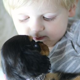 Cavalier King Charles Spaniel Puppies from Applewood Cavaliers