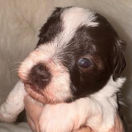 Liver boy 1 - Parti male Miniature Schnauzer puppy in Pflugerville, Texas from K&K Precious Tx schnauzers
