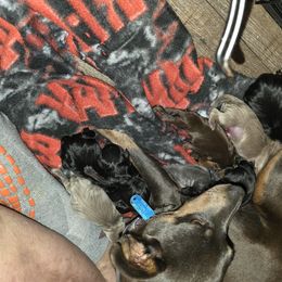 Boy 3 - male Miniature Pinscher puppy in Middle Point, Ohio from Knisely's Min Pins-AKC
