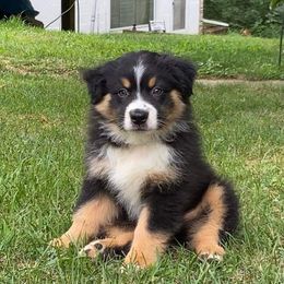 Australian Shepherd Puppies from Willow Tree Australian Shepherds