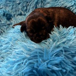 Chai - Brindle male Shih Tzu puppy in Bluffton, South Carolina from Cuddly Coastal Cuties