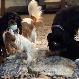 Cavalier King Charles Spaniel Puppies from Family first cavaliers