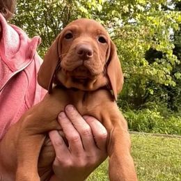 Homer - Golden rust male Vizsla puppy in Bloomington, Indiana from Envizion