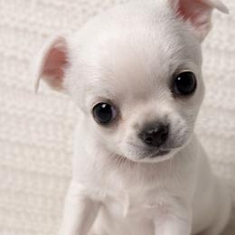 Chihuahuas from Little angels