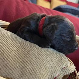 Boy 1 Red - Liver male Boykin Spaniel puppy in Stapleton, Alabama from Taensas Boykins