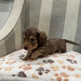 Barry - Sable male Dachshund puppy in Temple, Texas from Brit’s Doxie Crossing
