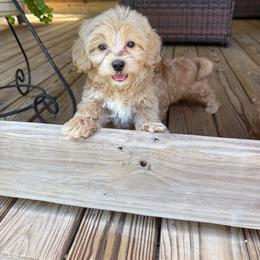 Nora - Cream female Goldendoodle puppy in Wiggins, Mississippi from Hall Family Doodle Ranch