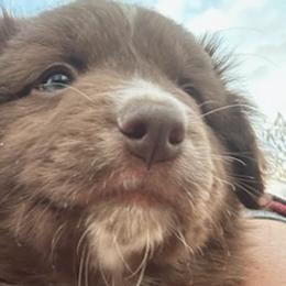Australian Shepherds from Honey and Fig Farm